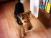 Airedale-Terrier Hund