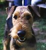 Airedale-Terrier Hund