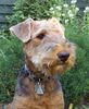 Airedale-Terrier Hund