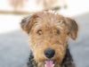 Airedale-Terrier Hund