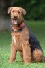 Airedale-Terrier Hund