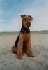 Airedale-Terrier Hund