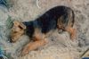 Airedale-Terrier Hund