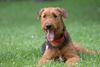 Airedale-Terrier Hund