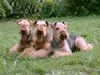 Airedale-Terrier Hund