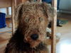 Airedale-Terrier Hund