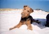 Airedale-Terrier Hund