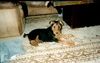 Airedale-Terrier Hund