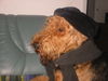 Airedale-Terrier Hund