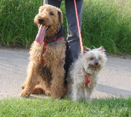 Airedale-Terrier Unsere 2 Damen