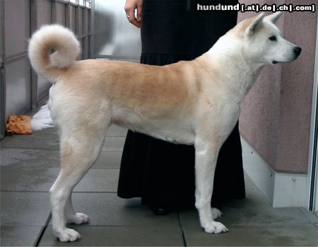 Akita Inu Jack