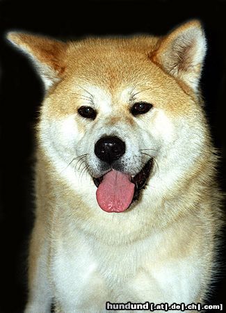 Akita Inu Akita Inu auf einer Ausstellung