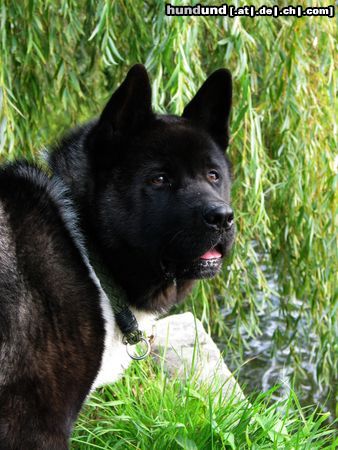 Akita Inu Ausserhalb's Balko  1 Jahr alt