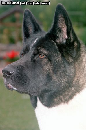 Akita Inu American Akita, Banta von Katana-Ken