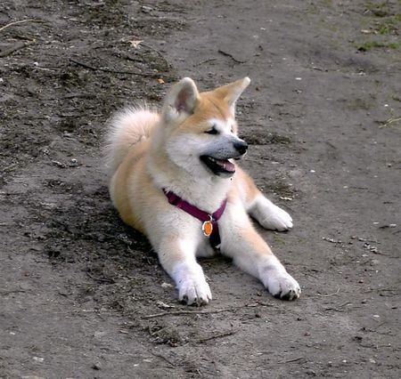 Akita Inu Suzukaze Go of RamsRaspel Kensha