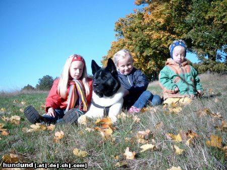 Akita Inu Americanischer Akita,Banta v. Katana-Ken und ihre Kinder