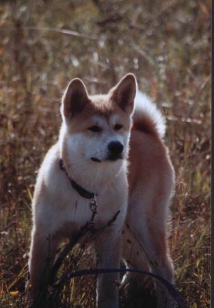 Akita Inu 19 Wochen alt 