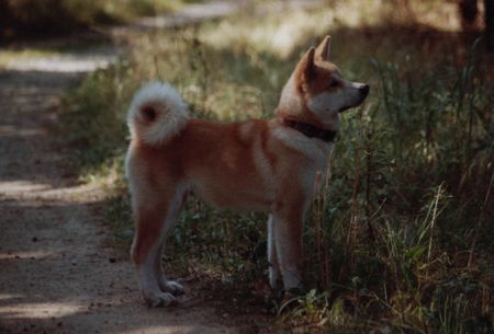 Akita Inu 19 Wochen alt 