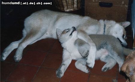 Akita Inu Reiko und Saphira vom Urteilskreuz