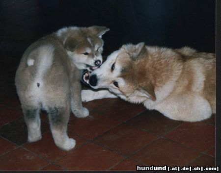 Akita Inu Reiko und Saphira vom Urteilskreuz