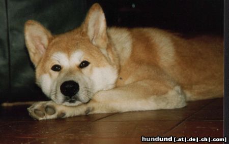 Akita Inu Reiko vom Urteilskreuz