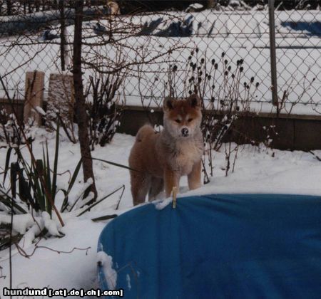 Akita Inu Saphira vom Urteilskreuz