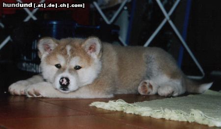 Akita Inu Saphira vom Urteilskreuz