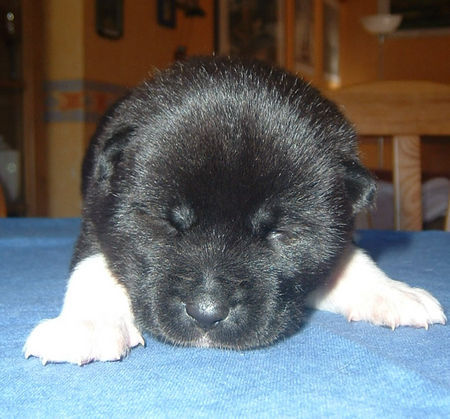 Akita Inu wir haben Welpen