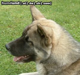 Akita Inu American Akita , Daika von Wächterberg