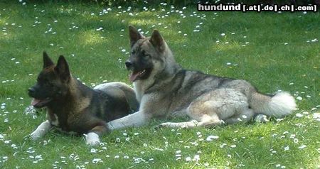 Akita Inu American Akita , Daika und Mad-Max