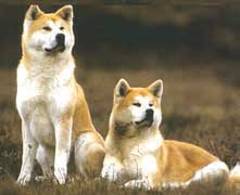 Akita Inu