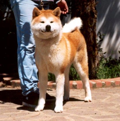 Akita Inu