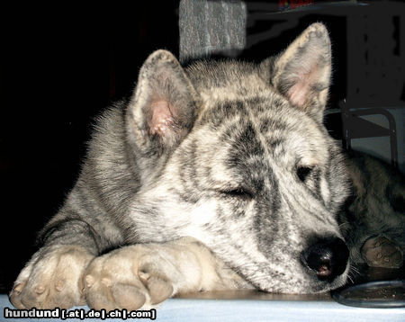 Akita Inu amigo der grosse krieger