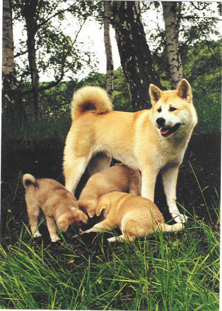 Akita Inu Aischa TOMIMOPA