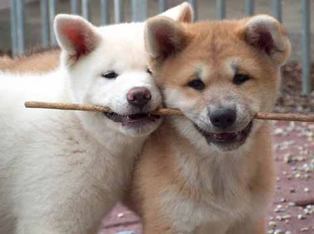 Akita Inu Arashi und Aibo of isamashii Nakama