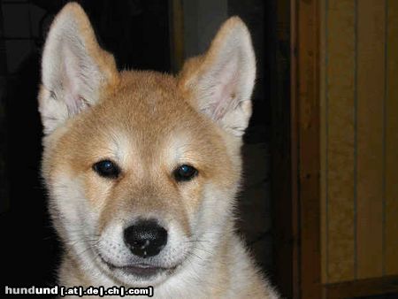 Akita Inu Bayko