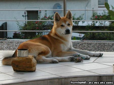 Akita Inu Bayko 7 Monate