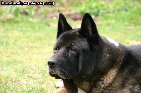 Akita Inu Gojo son mit 10 1/2 Jahren