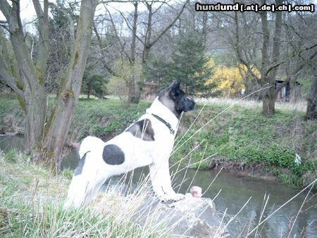 Akita Inu American Akita, Banta von Katana-Ken