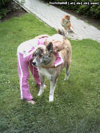 Akita Inu Bisai und Shiba Inu 