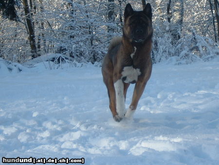 Akita Inu Max im Schnee