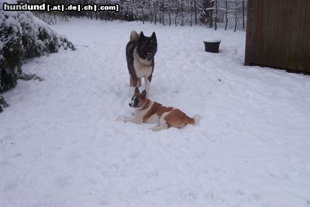 Akita Inu akitas im schnee