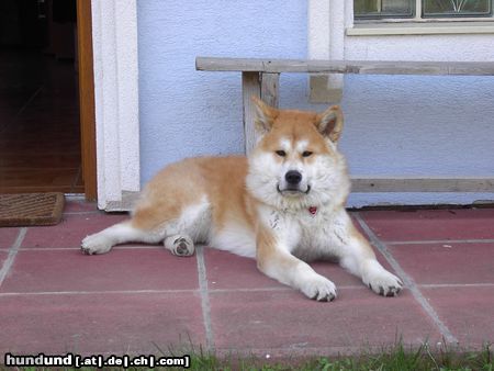 Akita Inu Banzai Go Tenshi No Kataki