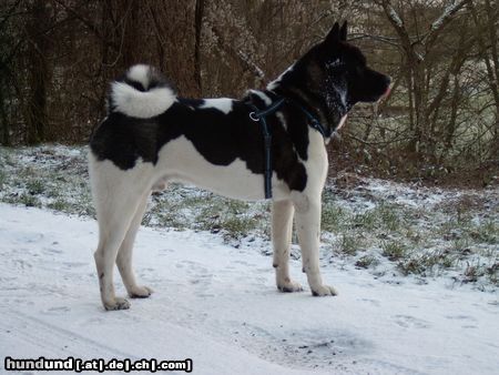 Akita Inu American Akita  Bushido-Nanuk von Katana Ken