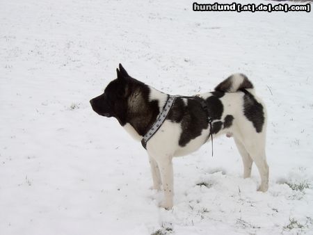 Akita Inu American Akita  Bushido-Nanuk von Katana Ken