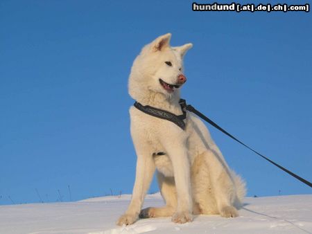 Akita Inu Akita Hündin Kioko im Schnee