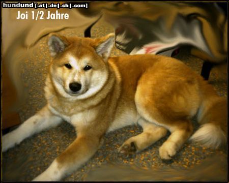 Akita Inu Joi 5-6 Monate (w)