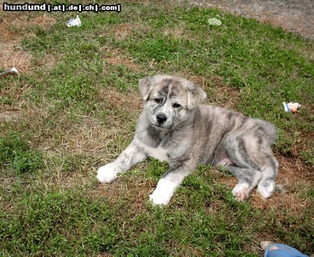 Akita Inu unser teddybär 2monate