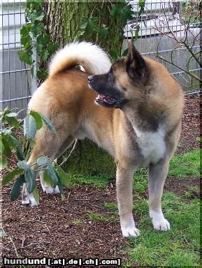 Akita Inu American Akita: Kobu's Kancho