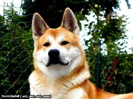 Akita Inu Bayko 13 Monate